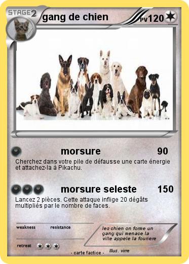 Pokemon gang de chien