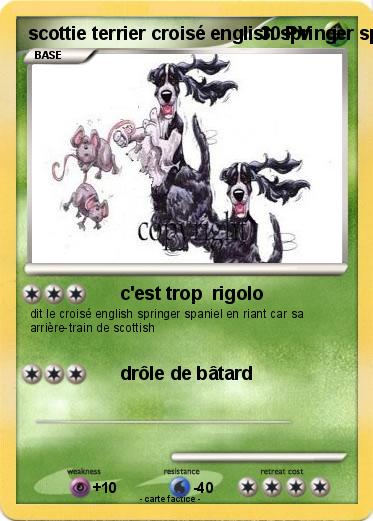 Pokemon scottie terrier croisé english springer spaniel