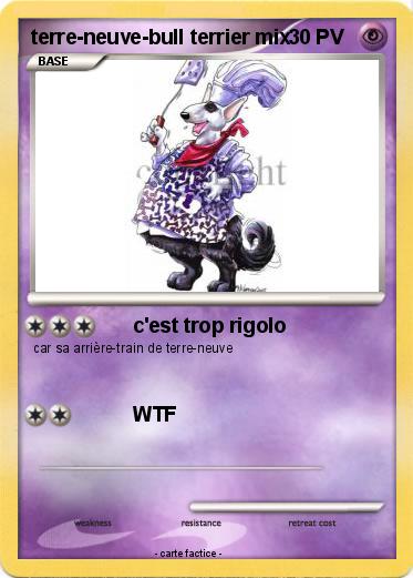 Pokemon terre-neuve-bull terrier mix