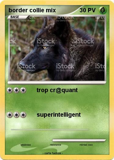 Pokemon border collie mix