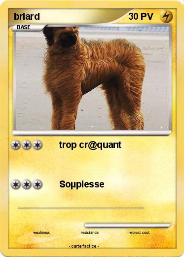 Pokemon briard