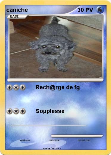 Pokemon caniche