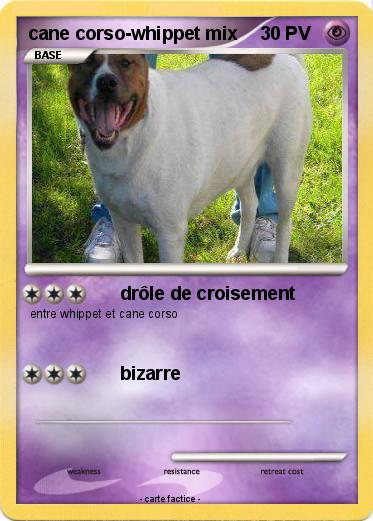 Pokemon cane corso-whippet mix