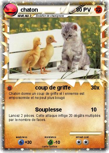 Pokemon chaton