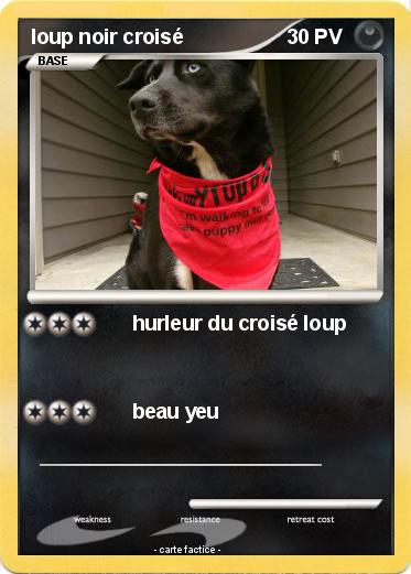 Pokemon loup noir croisé