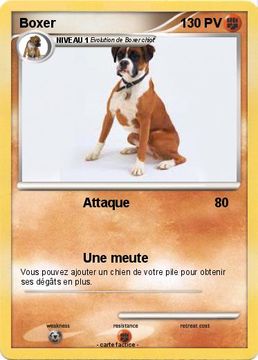 Pokemon Boxer