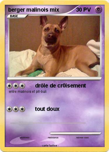 Pokemon berger malinois mix