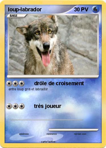Pokemon loup-labrador