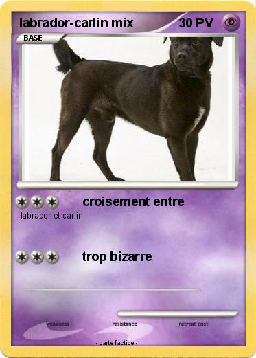 Pokemon labrador-carlin mix