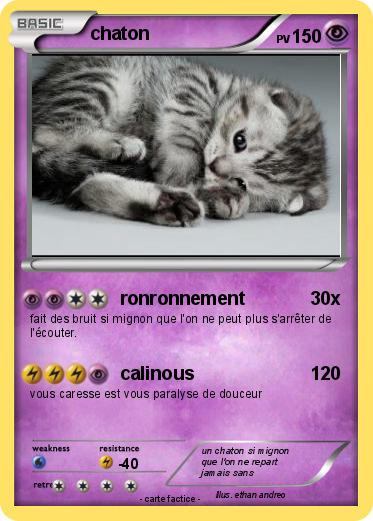 Pokemon chaton