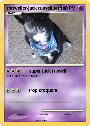 Pokemon rottweiler-jack russell terrier