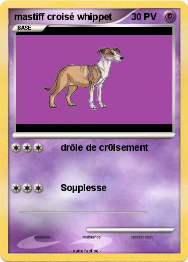 Pokemon mastiff croisé whippet