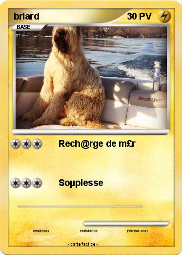 Pokemon briard
