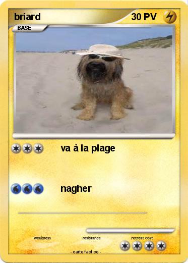 Pokemon briard