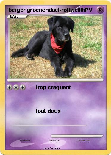 Pokemon berger groenendael-rottweiler