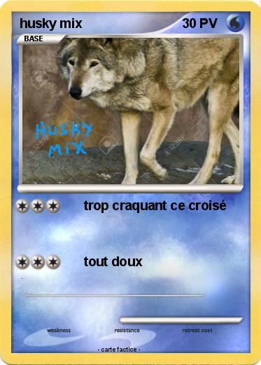 Pokemon husky mix