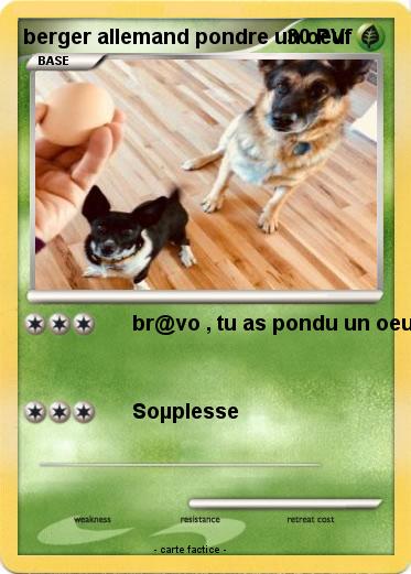 Pokemon berger allemand pondre un oeuf
