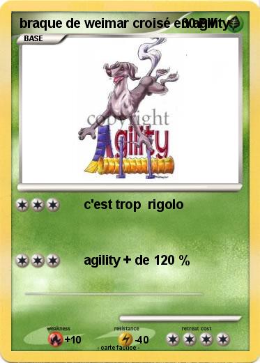 Pokemon braque de weimar croisé en agility