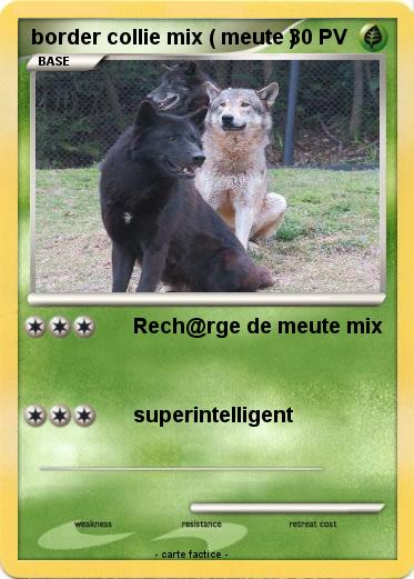 Pokemon border collie mix ( meute )