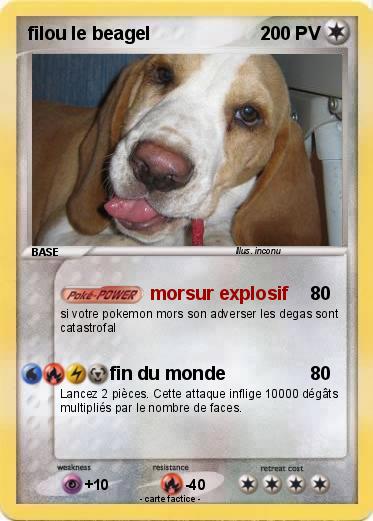Pokemon filou le beagel