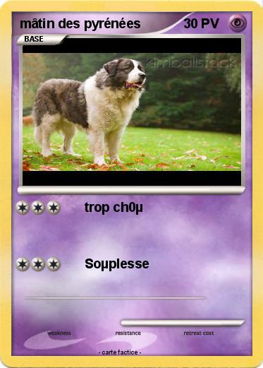 Pokemon mâtin des pyrénées