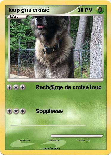 Pokemon loup gris croisé