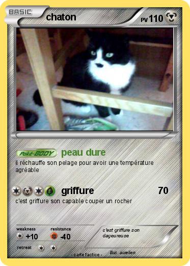 Pokemon chaton