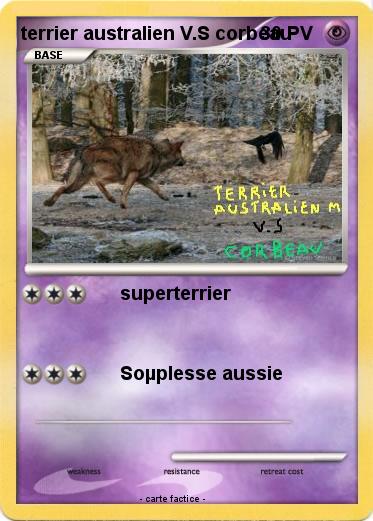 Pokemon terrier australien V.S corbeau