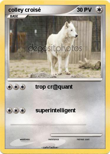 Pokemon colley croisé