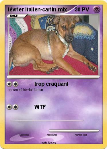 Pokemon lévrier Italien-carlin mix