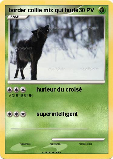 Pokemon border collie mix qui hurle