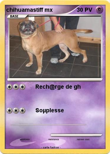 Pokemon chihuamastiff mx