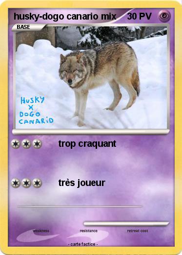Pokemon husky-dogo canario mix
