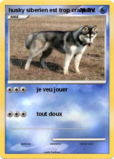 Pokemon husky siberien est trop craquant