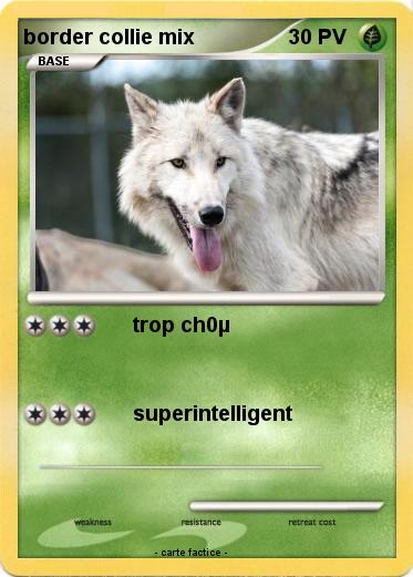 Pokemon border collie mix