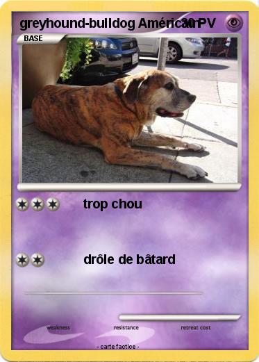 Pokemon greyhound-bulldog Américain