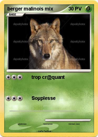 Pokemon berger malinois mix