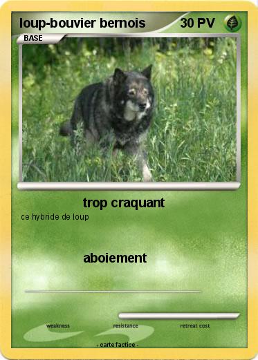 Pokemon loup-bouvier bernois