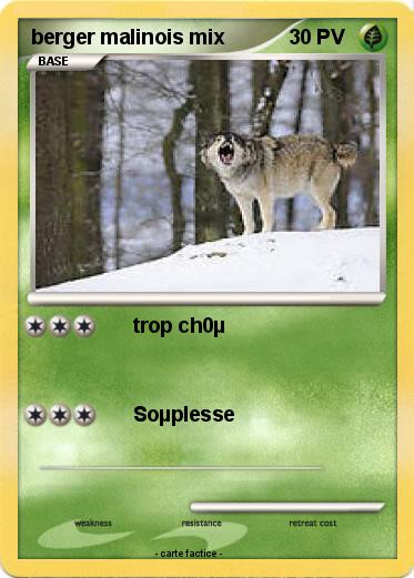 Pokemon berger malinois mix