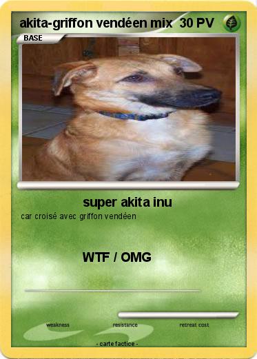 Pokemon akita-griffon vendéen mix
