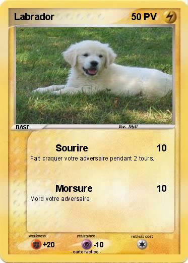 Pokemon Labrador