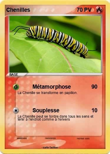 Pokemon Chenilles