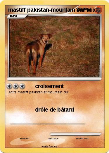 Pokemon mastiff pakistan-mountain cur mix