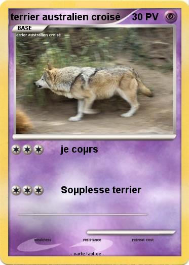 Pokemon terrier australien croisé