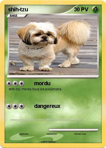 Pokemon shih-tzu