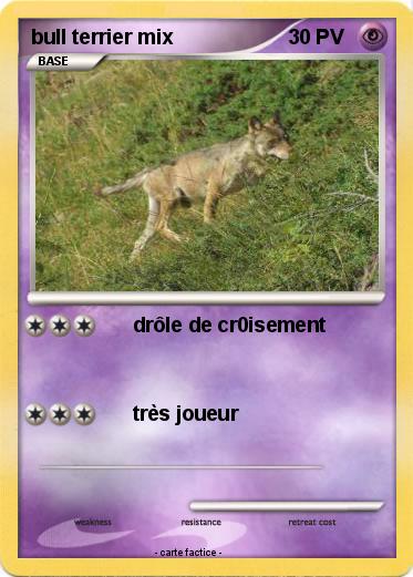 Pokemon bull terrier mix