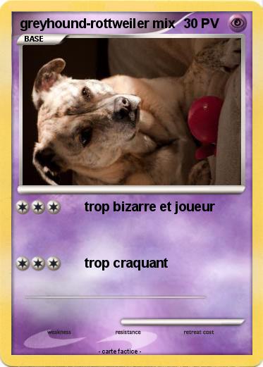 Pokemon greyhound-rottweiler mix