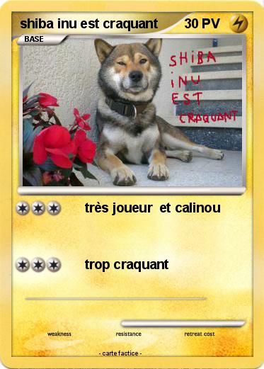 Pokemon shiba inu est craquant