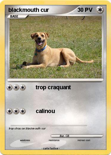 Pokemon blackmouth cur