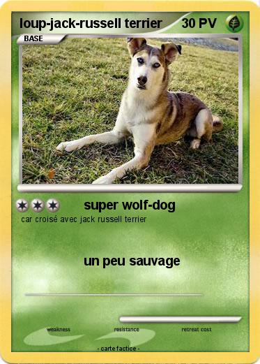 Pokemon loup-jack-russell terrier
